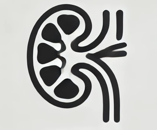 Kidney