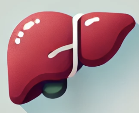 Liver